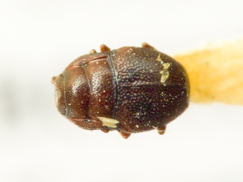 Plegaderus caesus (Herbst, 1792)